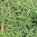 Mentha cervina Hostoa