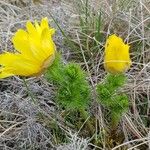 Adonis vernalis عادت داشتن