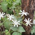 Jasminum fluminense 花