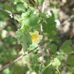 Pavonia burchellii Fiore