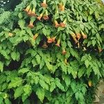 Brugmansia sanguinea Hábito