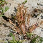 Juncus hybridus 整株植物