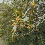 Myrica cerifera Levél