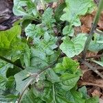 Youngia japonica Leaf