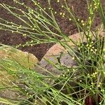 Psilotum nudum Leaf