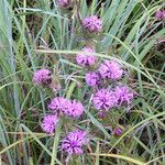 Liatris squarrosa Kukka