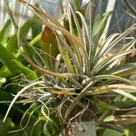 Tillandsia utriculata برگ