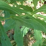 Prenanthes purpurea Leaf