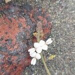 Desmodium tortuosum Çiçek
