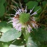 Monarda fistulosaFlower