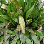 Plantago monospermaЛист