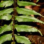 Asplenium filidens Leaf