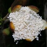Pseudobombax septenatum Flor