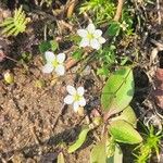 Sagina nodosa Flower