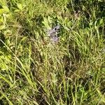 Eryngium amethystinum Vivejo