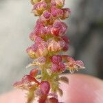 Rumex bucephalophorus Flower