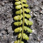 Asplenium foreziense Fuelha