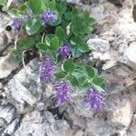 Paederota bonarota Fula