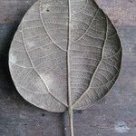 Abuta rufescens Лист