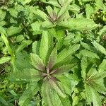 Eutrochium maculatum Hoja