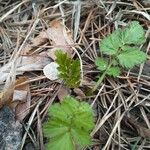 Geum aleppicum পাতা