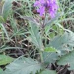 Verbena rigida आदत