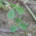 Trifolium tomentosum Hoja