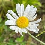 Anthemis ruthenica Flors