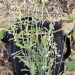 Crotalaria juncea Hoja