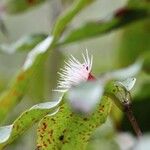 Syzygium cymosum Flor
