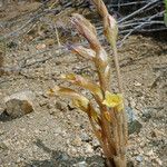 Orobanche fasciculata عادت