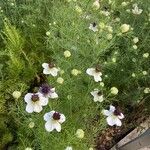 Nigella hispanica Levél