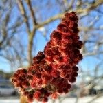 Rhus typhina Frucht