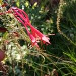 Fuchsia fulgens Floare
