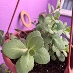 Sedum telephium Leaf