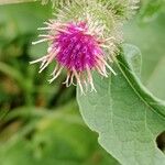 Arctium tomentosum Квітка