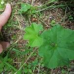 Alchemilla glabra Blad