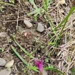 Zephyranthes carinata Flower