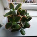 Crassula ovataBlatt