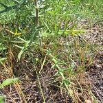 Cirsium ferox Blad