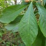 Daphnopsis costaricensis Leaf