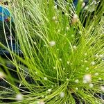 Isolepis cernua Yaprak