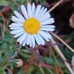 Erigeron karvinskianus 花