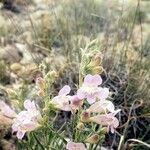 Penstemon jamesii Hábito