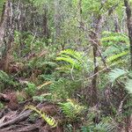 Blechnum cordatum ശീലം