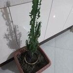 Euphorbia trigona Fulla