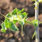 Solanum arundo Leaf