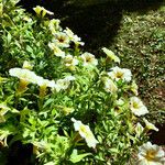 Petunia hybrida Flor