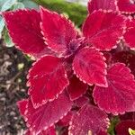 Coleus decurrens Leaf