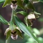 Epipactis helleborine ᱵᱟᱦᱟ